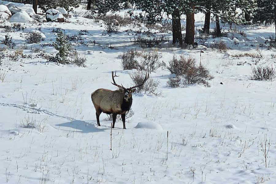 Denver/Boulder: Rocky Mountain National Park Tour - Denver or Boulder Pickup: Start Easy at 9:00 and 9:45