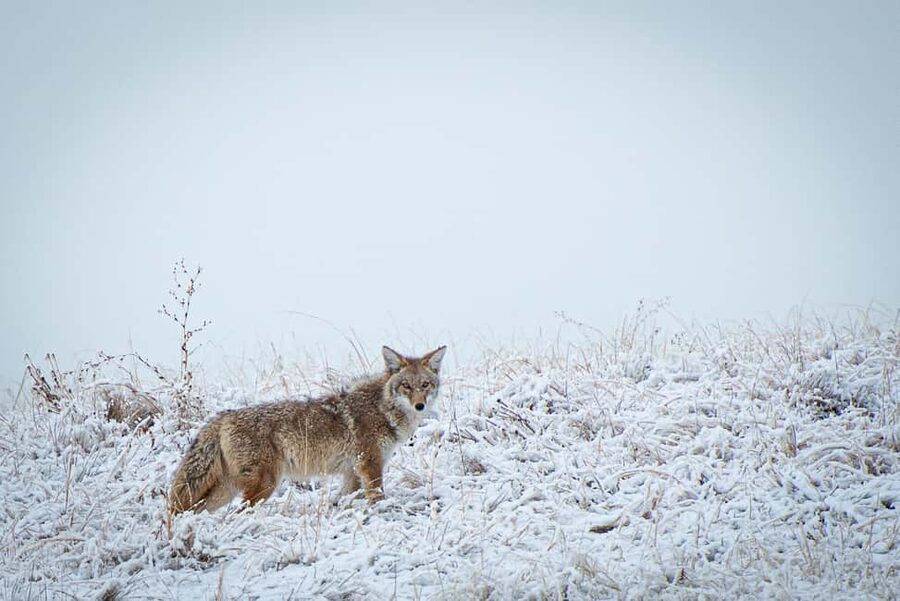 Denver: Private Rocky Mountain National Park Wildlife Tour - Price and Value: Paying for Access and Expertise