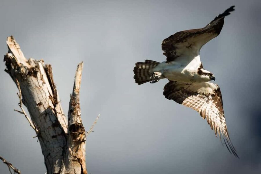 Denver: Private Rocky Mountain National Park Wildlife Tour - Who Should Book This Private Rocky Mountain Tour?