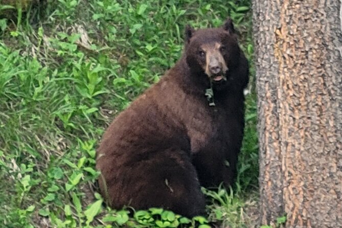 Discover Banff National Park - Premium Day Trip - Banff Avenue and Surprise Corner (or Bow Falls): Town Time Plus Viewpoints