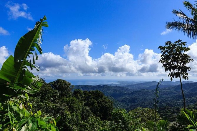 Discover El Yunque National Park: Half-Day Rainforest Tour - Key Things You’ll Notice on This El Yunque Tour