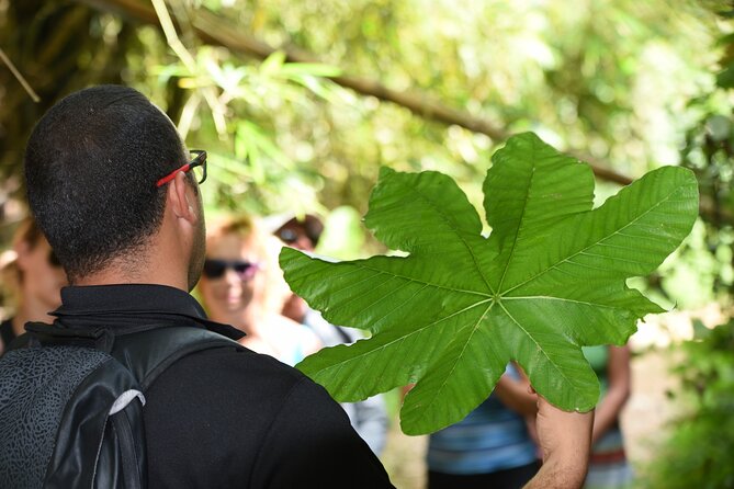 Discover El Yunque National Park: Half-Day Rainforest Tour - Yokahú Tower: Views You Can’t Fake