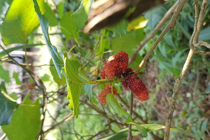 Doi inthanon National Park + 2Hour Fantastic Trekking with Lunch - Hmong market stop: quick and useful, not a half-day detour