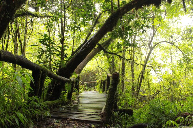 Doi Inthanon National park and 2 hours hiking with private tour - Ang Ka Nature Trail: The Short Walk That Makes the Forest Click