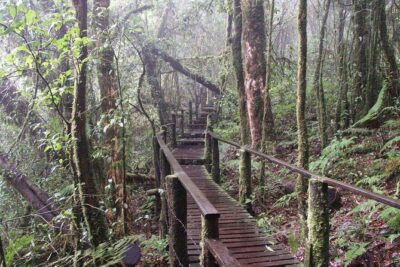 Doi Inthanon National Park - Thailand's Highest Peak - Getting There Comfortably: Pickup, Air-Conditioned Van, Short Walks
