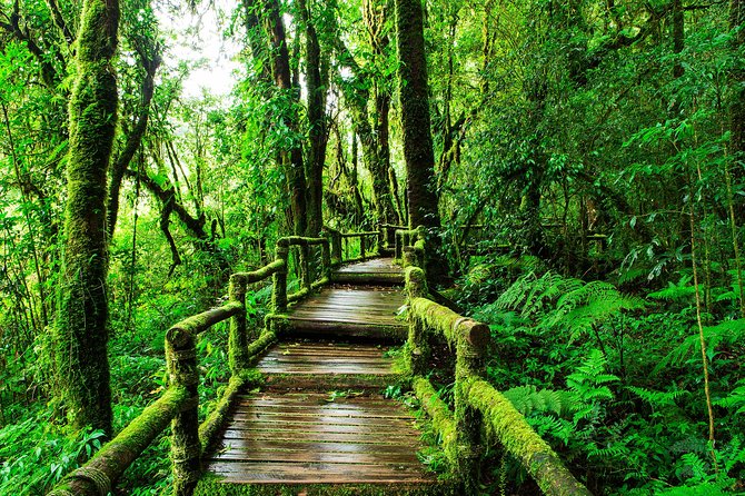 Doi Inthanon National Park - Thailand's Highest Peak - Optional Kew Mae Pan Trail: More Time, More Views
