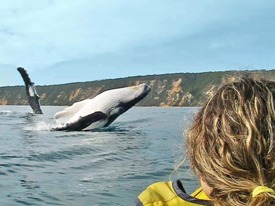 Dolphin Kayak Tour & Beach 4X4 National Park Tour (Private) - Key highlights worth your attention