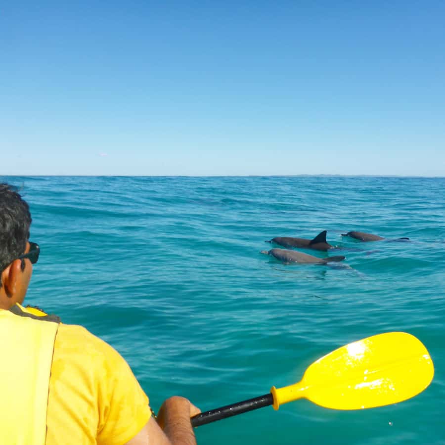 Dolphin Kayak Tour & Beach 4X4 National Park Tour (Private) - A private 4X4 day along Queensland’s Great Beach Drive