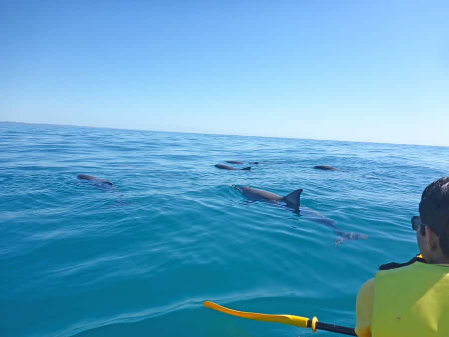 Dolphin Kayak Tour & Beach 4X4 National Park Tour (Private) - Teewah Beach to Double Island Point: the scenery you can’t see fast enough