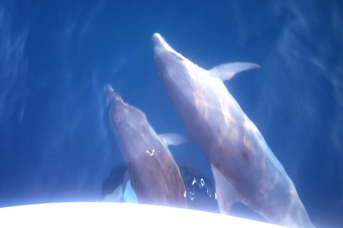 Dolphins Watching in the National Park Brijuni from Pula - On-Board Dinner and Open Bar: What You Actually Taste