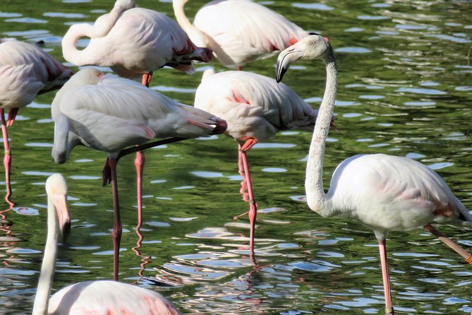 Donana National Park and El Rocío: Guided Tour from Seville - Key highlights in plain terms