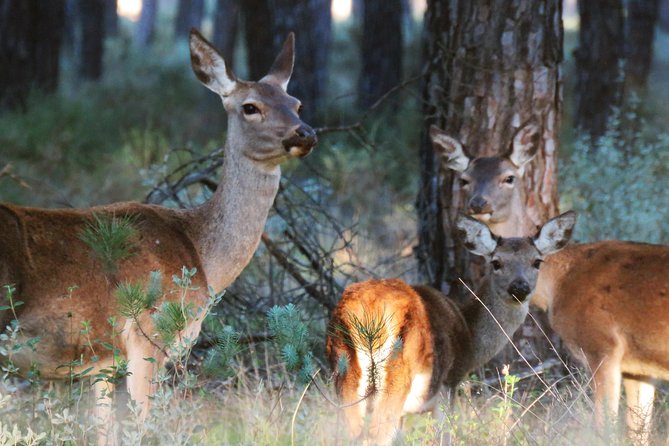 Donana National Park and El Rocío: Private Tour from Seville - Key points to know before you go