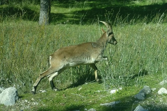 Donana National Park and El Rocío: Private Tour from Seville - Palacio del Acebron: the forest-in-gallery lesson