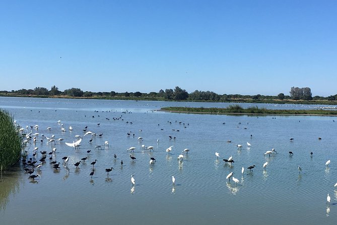 Donana National Park and El Rocío: Private Tour from Seville - Doñana National Park in your private 4x4: wildlife time (and limits)