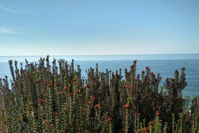 Donana National Park and El Rocío: Private Tour from Seville - When animal and bird sightings are thin: how to still make it worth it