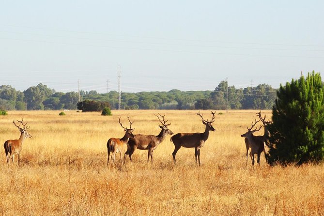 Donana National Park: Guided Day Tour from Seville - Wildlife viewing strategy: how to get more from your hours