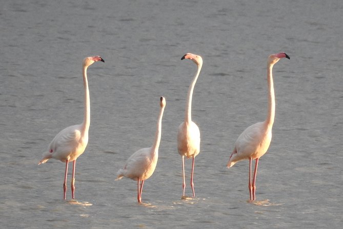 Doñana National Park in 4x4 and El Rocío - Timing and comfort: a long day that stays manageable