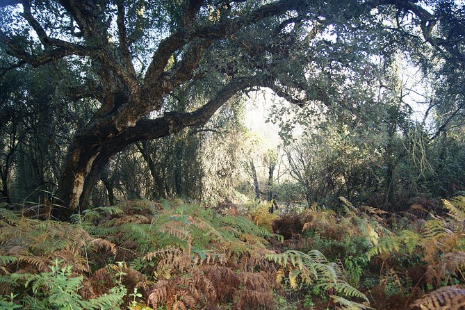 Doñana National Park in 4x4 and El Rocío - Price and value: what you’re paying for (and why it can be worth it)