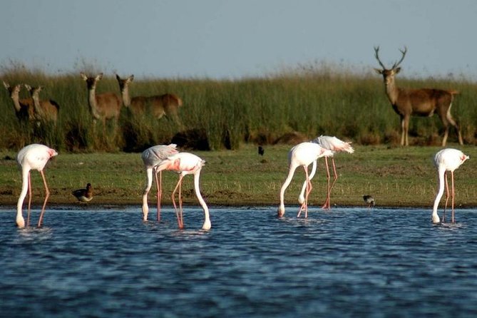 Donana National Park & Matalascanas Guided Tour from Seville - Doñana National Park From Seville: The Smart One-Day Combo