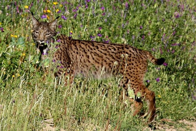Donana National Park & Matalascanas Guided Tour from Seville - Pickup, Transfers, and Group Size: Why This Format Works
