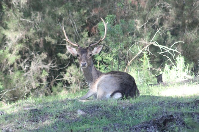 Donana National Park & Matalascanas Guided Tour from Seville - Price and Value: What You Get for Around $107