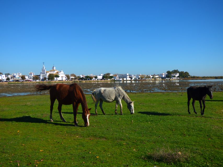 Doñana National Park Off-Road Tour from Seville - Price and value: is $105 fair for what you get?