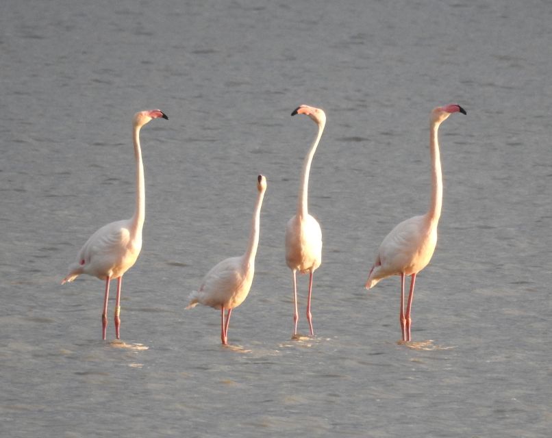 Doñana National Park Off-Road Tour from Seville - Coto del Rey: 13th-century royal hunting grounds in lynx country