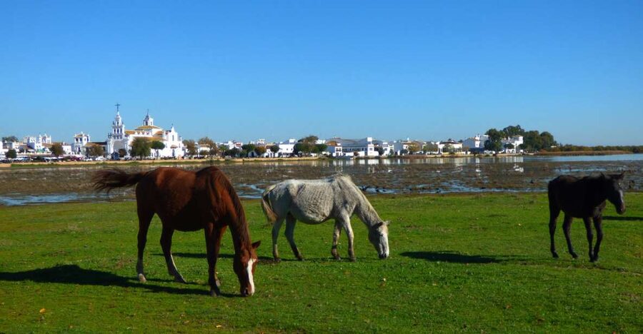 Doñana National Park Off-Road Tour from Seville - Wildlife spotting: what you should look for, realistically