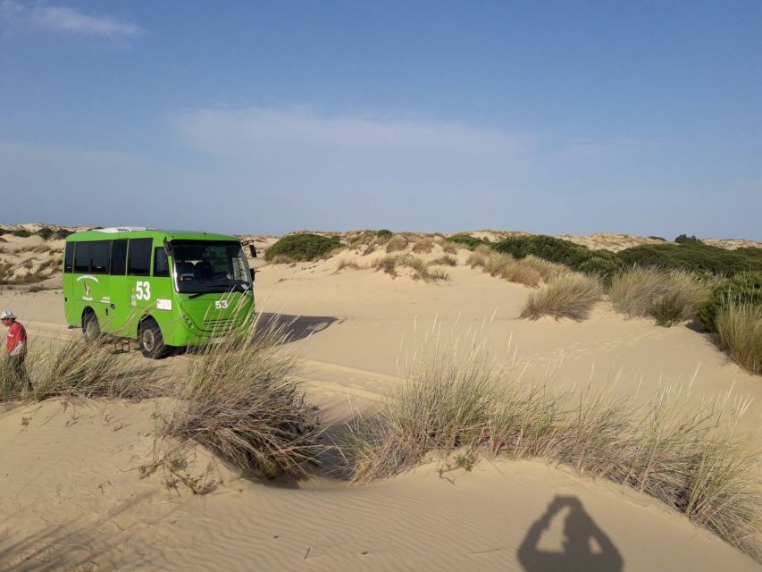 Doñana National Park Off-Road Tour from Seville - The virgin beach and seabirds: your calm ending on Spain’s longest shore
