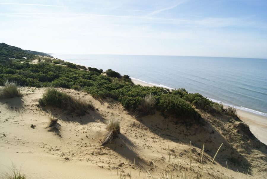 Doñana National Park Off-Road Tour from Seville - Starting from Seville: pickup, timing, and what to expect on the road