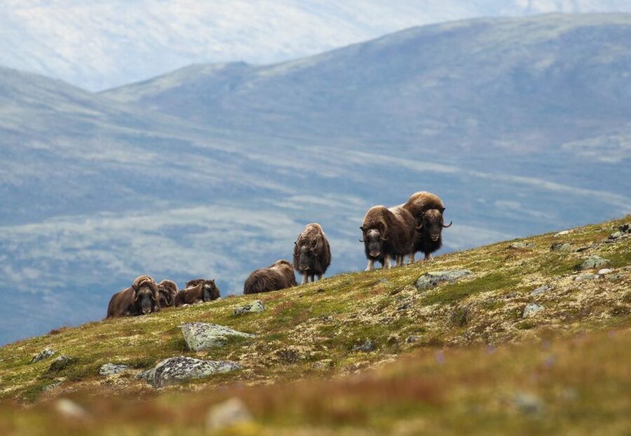 Dovrefjell National Park: Hiking Tour and Musk Ox Safari - The safari rhythm: how your hike distance gets decided