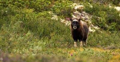 Dovrefjell National Park: Hiking Tour and Musk Ox Safari - Hjerkinnhusvegen 35: meeting point, timing, and the one bus to ignore