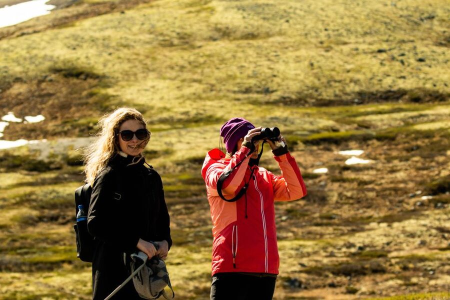 Dovrefjell National Park: Hiking Tour and Musk Ox Safari - Walking with a guide: what you’ll learn while you scan