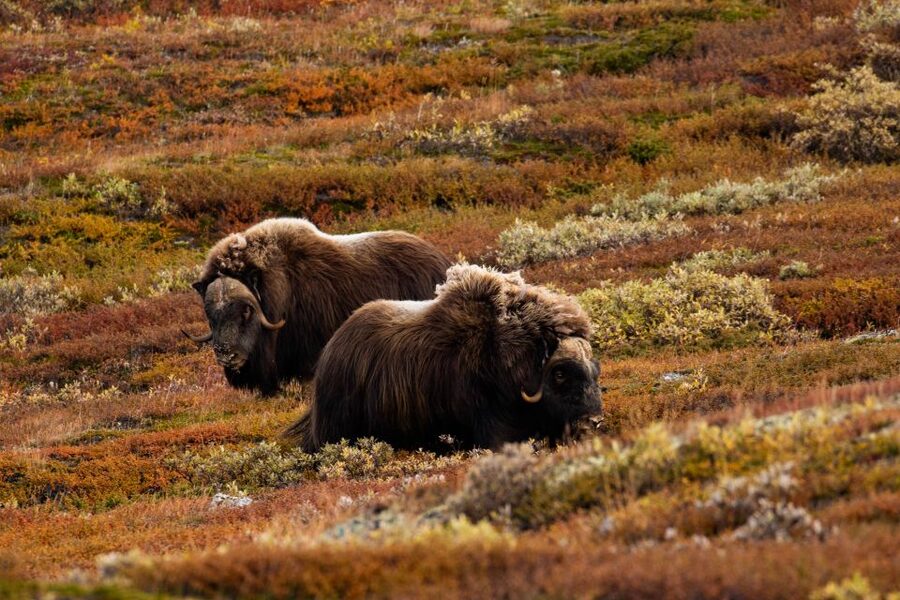 Dovrefjell National Park: Hiking Tour and Musk Ox Safari - Musk ox safety rules that make the experience better