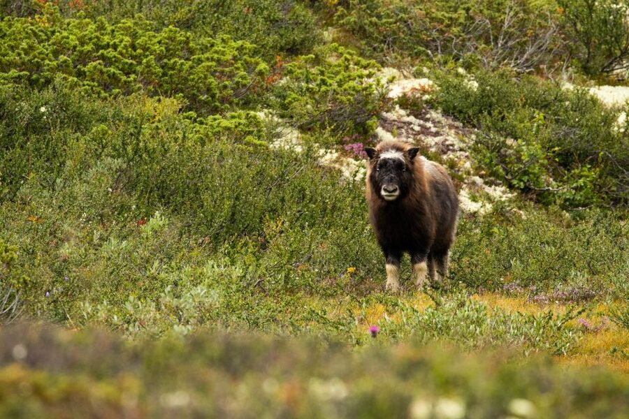 Dovrefjell National Park: Hiking Tour and Musk Ox Safari - Gear that really matters: rain, warmth, shoes, and binoculars
