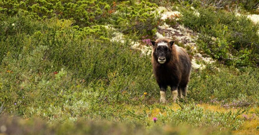 Dovrefjell National Park: Hiking Tour and Musk Ox Safari - Hjerkinnhusvegen 35: meeting point, timing, and the one bus to ignore