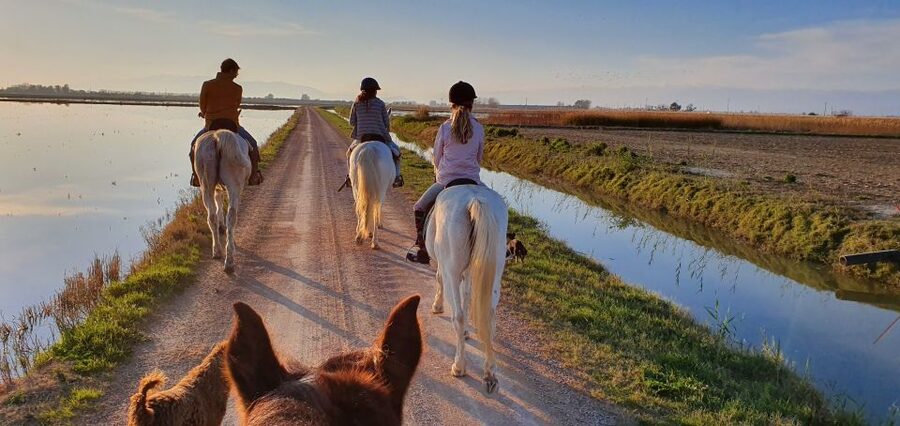 Ebro Delta National Park: Guided Horseback Riding Tour - Key points to know before you go