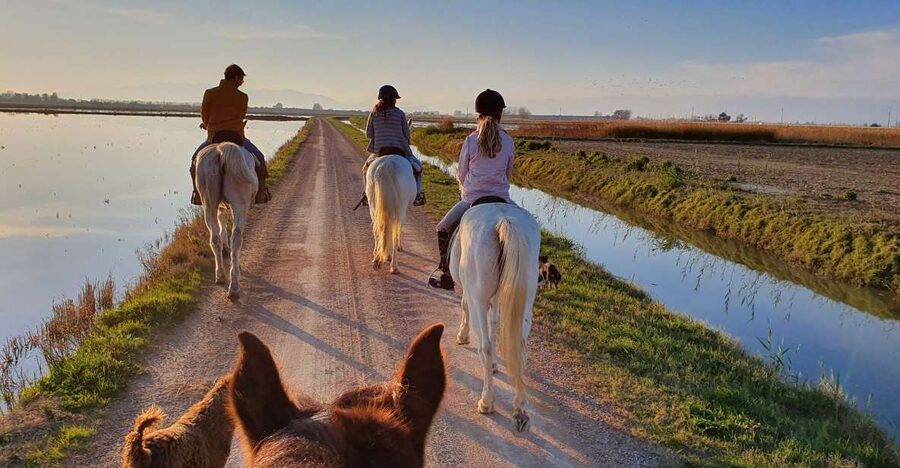 Ebro Delta National Park: Guided Horseback Riding Tour - Meeting at Deltanatur: the wooden xiringuito with blue flags