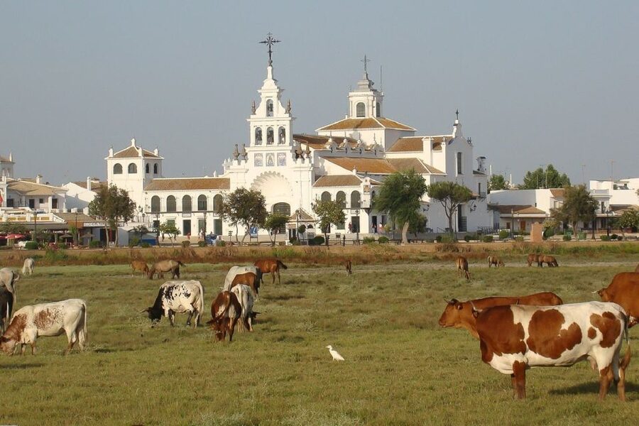 El Rocío: Doñana National Park 4x4 Guided Tour - Key things that make this tour worth your time