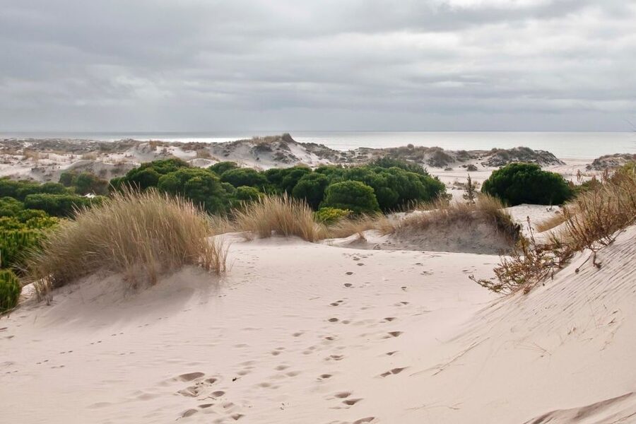 El Rocío: Doñana National Park 4x4 Guided Tour - Price and value: is $46 a good deal?