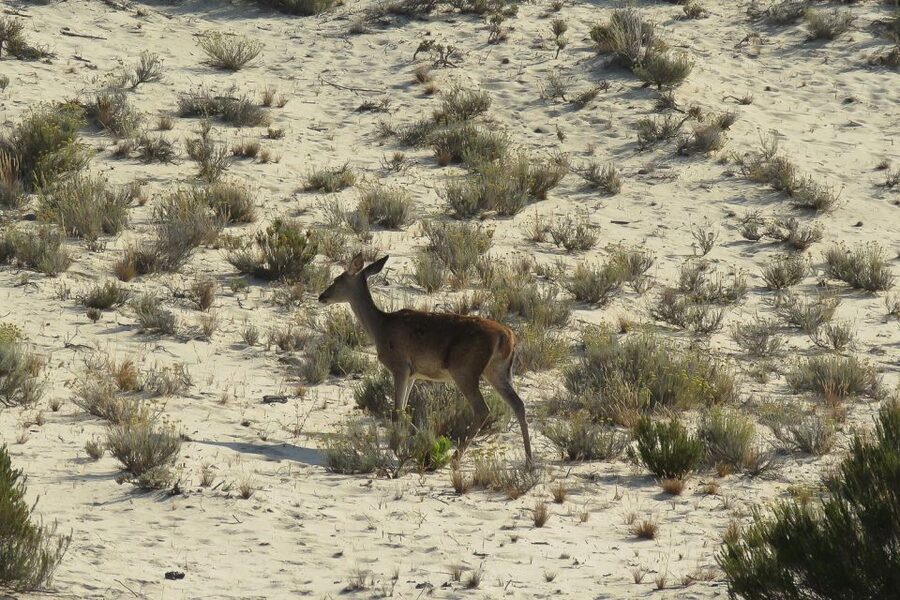 El Rocío: Doñana National Park 4x4 Guided Tour - What the northern Doñana route actually includes