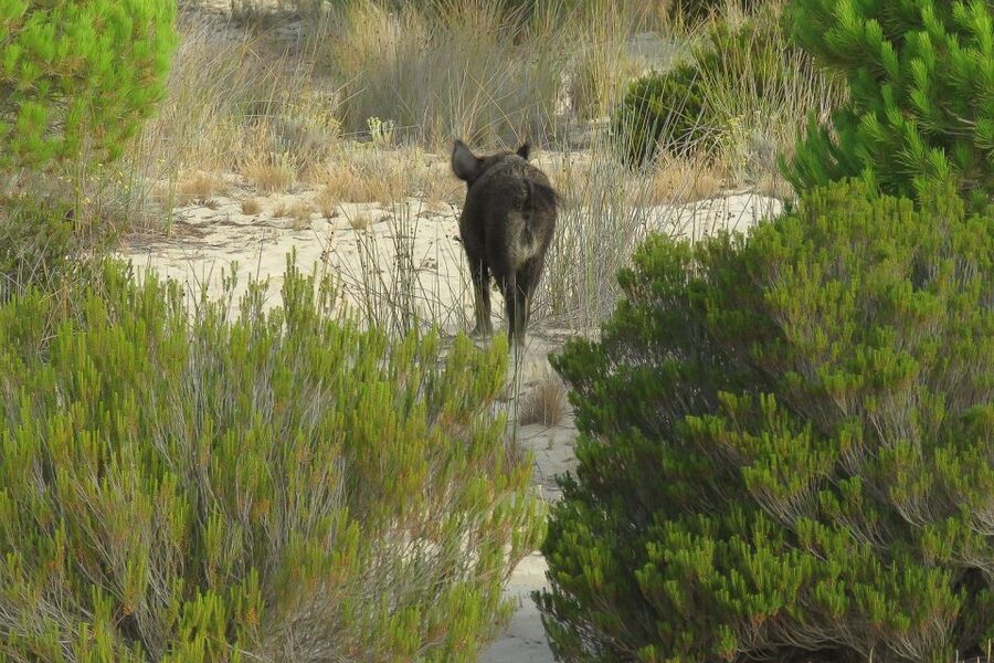 El Rocío: Doñana National Park 4x4 Guided Tour - The Marisma de Hinojos stop: where birds steal the show
