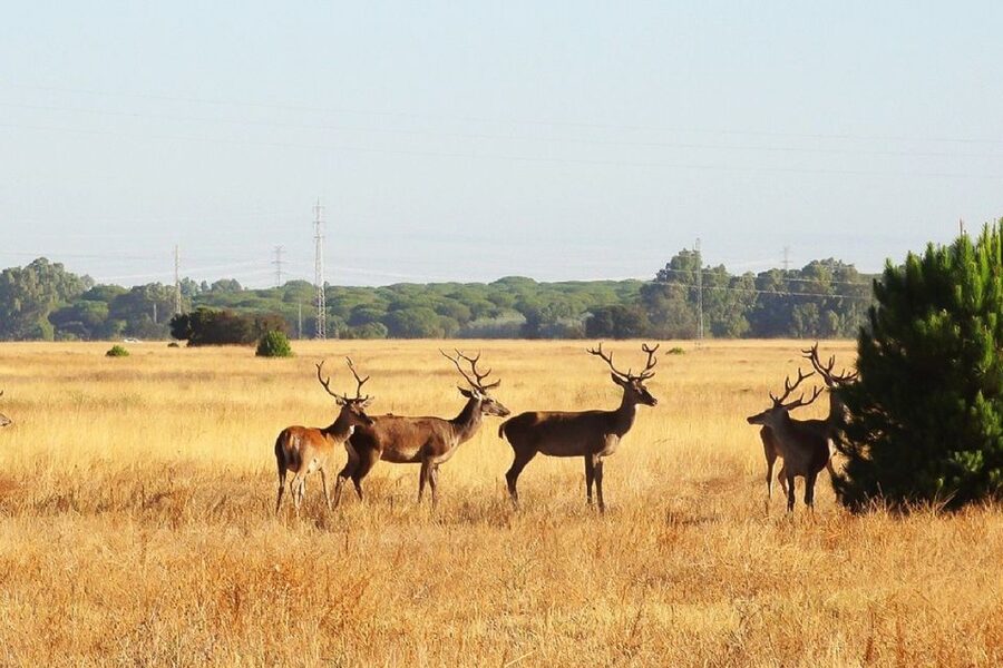 El Rocío: Doñana National Park 4x4 Guided Tour - Coto del Rey and Matasgordas: the forest-and-grove sections
