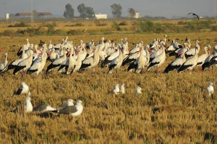 El Rocío: Doñana National Park 4x4 Guided Tour - Jose Antonio Valverde Visitors’ Center: turning sightings into understanding