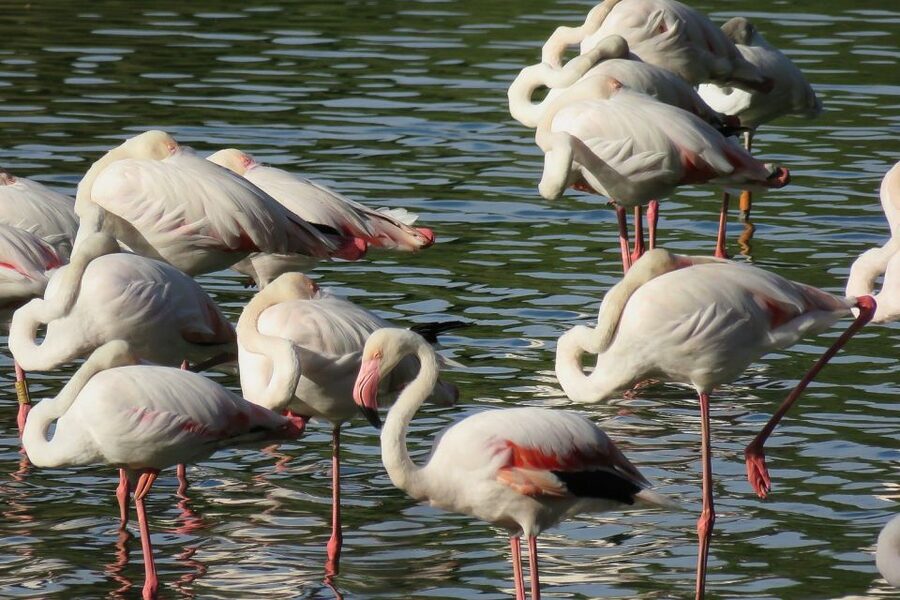 El Rocío: Doñana National Park 4x4 Guided Tour - Wildlife expectations: big mammals, and why lynx sightings are special