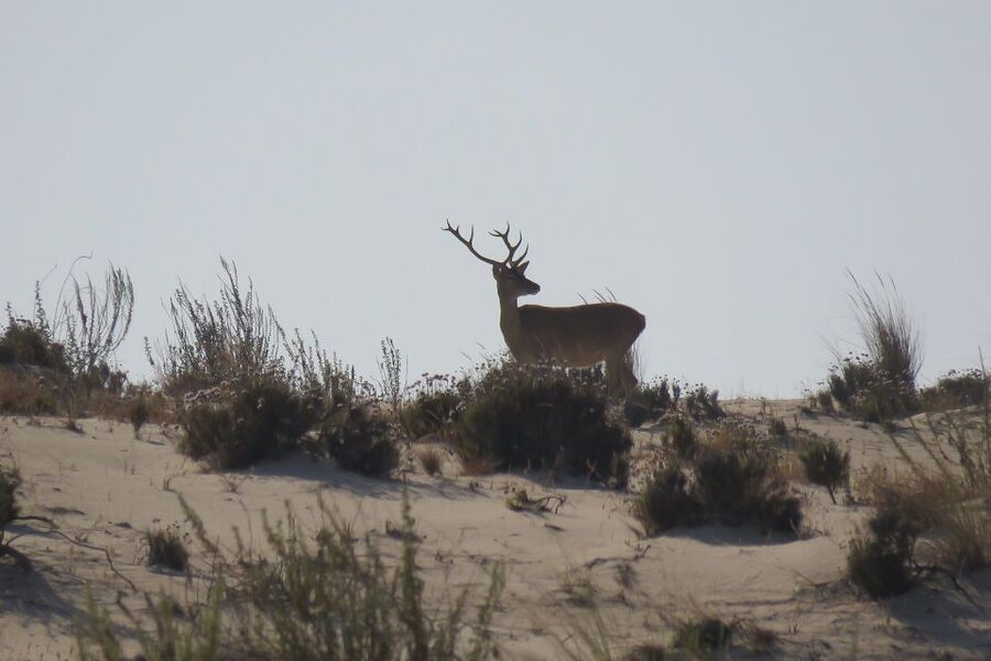 El Rocío: Doñana National Park 4x4 Guided Tour - 4x4 vehicle, group reality, and bird-watching comfort