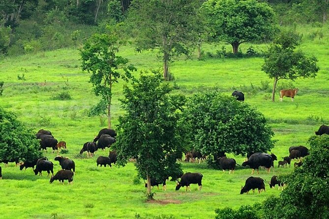 Elephant and Animal Watching in Kuiburi National Park - Join Afternoon Tour - The safari vehicle phase: scanning, waiting, and safe viewing