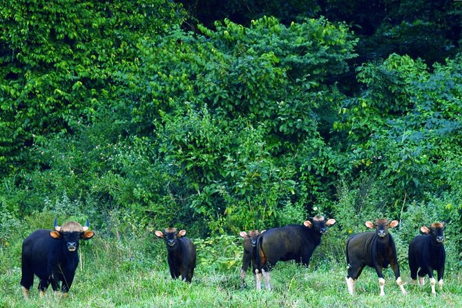 Elephant and Animal Watching in Kuiburi National Park - Join Afternoon Tour - The role of the guide and how names like Pom, Bob, and Bobbie fit in