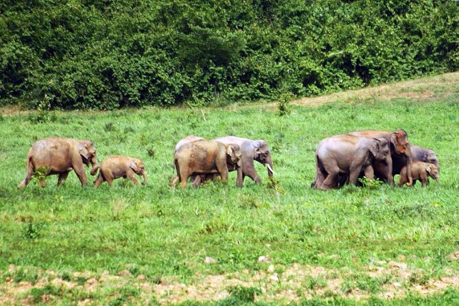 Elephant and Animal Watching in Kuiburi National Park - Join Afternoon Tour - Binoculars and the reality of distant wildlife