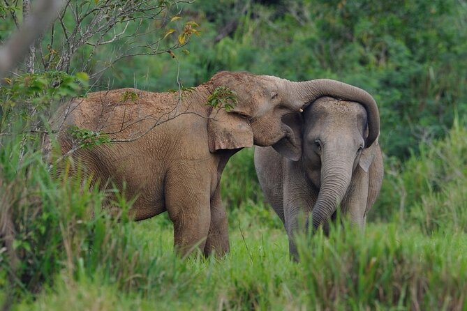 Elephant and Animal Watching in Kuiburi National Park - Join Afternoon Tour - Dinner near the park: fuel for the ride back